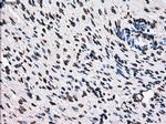 TTLL12 Antibody in Immunohistochemistry (Paraffin) (IHC (P))