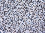 TTLL12 Antibody in Immunohistochemistry (Paraffin) (IHC (P))