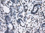 TTLL12 Antibody in Immunohistochemistry (Paraffin) (IHC (P))