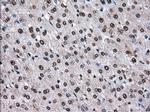 TTLL12 Antibody in Immunohistochemistry (Paraffin) (IHC (P))