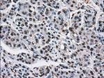 TTLL12 Antibody in Immunohistochemistry (Paraffin) (IHC (P))