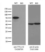 TTLL12 Antibody