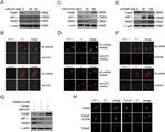 TXNIP Antibody in Western Blot (WB)