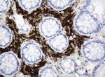 TYMP Antibody in Immunohistochemistry (Paraffin) (IHC (P))