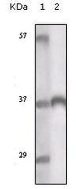 TYRO3 Antibody in Western Blot (WB)