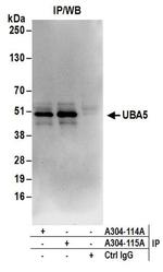 UBA5 Antibody in Western Blot (WB)