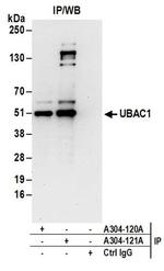 UBAC1 Antibody in Immunoprecipitation (IP)