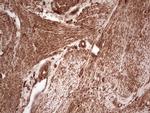 UBE2D2 Antibody in Immunohistochemistry (Paraffin) (IHC (P))