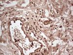 UBE2D2 Antibody in Immunohistochemistry (Paraffin) (IHC (P))