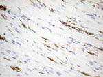 UCHL1 Antibody in Immunohistochemistry (Paraffin) (IHC (P))