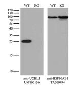 UCHL1 Antibody in Western Blot (WB)