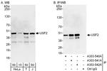 USF2 Antibody in Western Blot (WB)