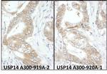 USP14 Antibody in Immunohistochemistry (IHC)