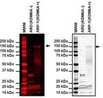 KDM6A Antibody in Western Blot (WB)