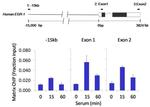 Ubiquitin Antibody in ChIP Assay (ChIP)