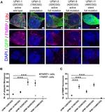 Ubiquitin Antibody in Immunocytochemistry (ICC/IF)