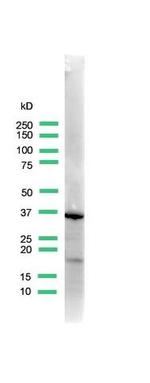 UPK3A Antibody in Western Blot (WB)