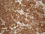 VAPA Antibody in Immunohistochemistry (Paraffin) (IHC (P))