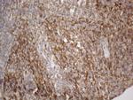 VAPA Antibody in Immunohistochemistry (Paraffin) (IHC (P))