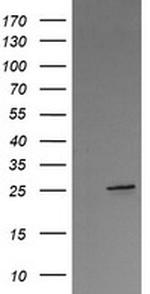 VTI1A Antibody in Western Blot (WB)