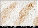 WARS Antibody in Immunohistochemistry (IHC)