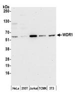 WDR1 Antibody in Western Blot (WB)