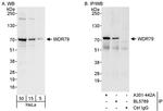 WDR79 Antibody in Western Blot (WB)