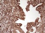 WIBG Antibody in Immunohistochemistry (Paraffin) (IHC (P))