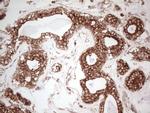 WIBG Antibody in Immunohistochemistry (Paraffin) (IHC (P))