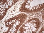 WIBG Antibody in Immunohistochemistry (Paraffin) (IHC (P))