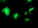 WWTR1 Antibody in Immunocytochemistry (ICC/IF)