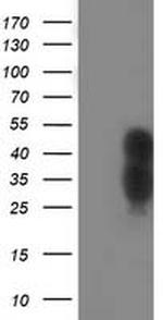 WWTR1 Antibody in Western Blot (WB)