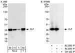 XLF Antibody in Western Blot (WB)