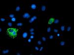 XPNPEP3 Antibody in Immunocytochemistry (ICC/IF)