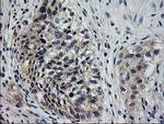 XPNPEP3 Antibody in Immunohistochemistry (Paraffin) (IHC (P))