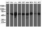 XPNPEP3 Antibody in Western Blot (WB)