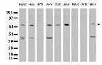 XRCC1 Antibody in Western Blot (WB)