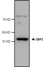 ZBP1 Antibody in Western Blot (WB)