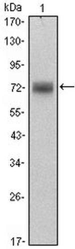 PLZF Antibody in Western Blot (WB)