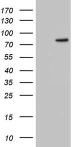 ZRANB1 Antibody in Western Blot (WB)