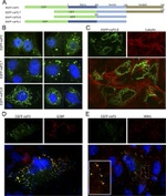 alpha Tubulin Antibody in Immunocytochemistry (ICC/IF)