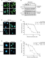 alpha Tubulin Antibody in Western Blot (WB)