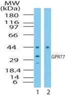 GPR77 Antibody in Western Blot (WB)