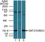 SUMO-3 Antibody in Western Blot (WB)