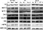 GLUT4 Antibody in Western Blot (WB)