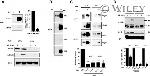 Phospho-JNK1/JNK2 (Thr183, Tyr185) Antibody in Western Blot (WB)