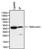 beta Actin Antibody in Immunoprecipitation (IP)