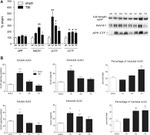 beta Amyloid Antibody in Western Blot (WB)