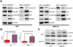 MDM2 Antibody in Western Blot (WB)