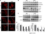 N-cadherin Antibody in Western Blot (WB)